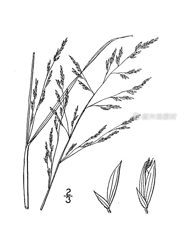 古植物学植物插图:圆锥花序(Panicum agrostidiforme)、圆锥花序(Agrostis-like Panicum)